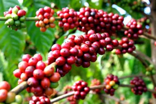 Coffee export value may exceed USD 2 billion